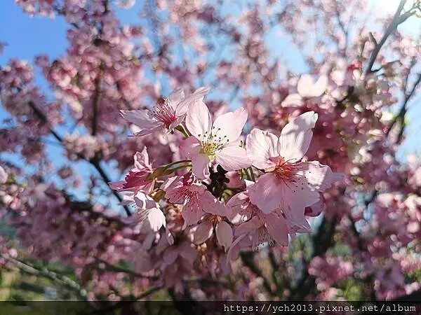 台北市北投區北投陽明山東昇步道至風尾步道O型一圈賞墨染櫻與田裡大山櫻