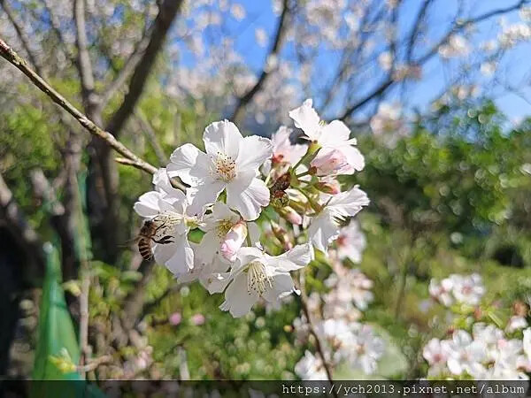 台北市北投區北投陽明山東昇步道至風尾步道O型一圈賞墨染櫻與田裡大山櫻