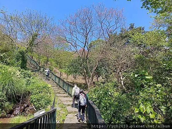 台北市北投區北投陽明山東昇步道至風尾步道O型一圈賞墨染櫻與田裡大山櫻