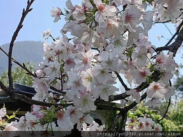 台北市北投區北投陽明山東昇步道至風尾步道O型一圈賞墨染櫻與田裡大山櫻