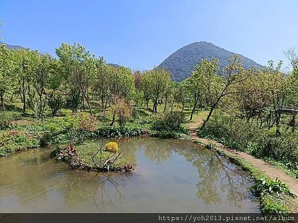 台北市北投區北投陽明山東昇步道至風尾步道O型一圈賞墨染櫻與田裡大山櫻
