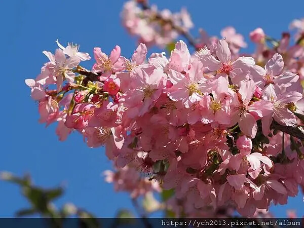 台北市北投區北投陽明山東昇步道至風尾步道O型一圈賞墨染櫻與田裡大山櫻