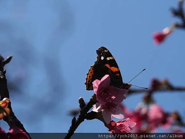 台北市北投區北投陽明山東昇步道至風尾步道O型一圈賞墨染櫻與田裡大山櫻