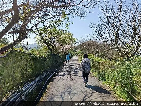 台北市北投區北投陽明山東昇步道至風尾步道O型一圈賞墨染櫻與田裡大山櫻