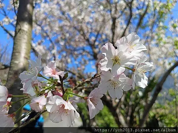 台北市北投區北投陽明山東昇步道至風尾步道O型一圈賞墨染櫻與田裡大山櫻