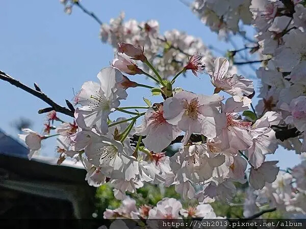 台北市北投區北投陽明山東昇步道至風尾步道O型一圈賞墨染櫻與田裡大山櫻