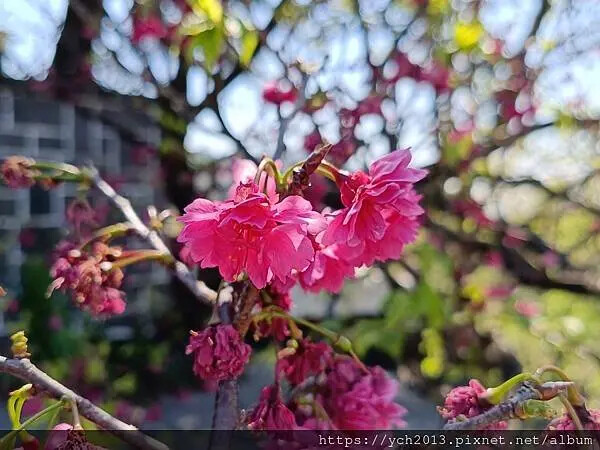 台北市北投區北投陽明山東昇步道至風尾步道O型一圈賞墨染櫻與田裡大山櫻