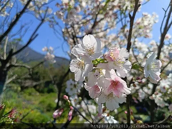 台北市北投區北投陽明山東昇步道至風尾步道O型一圈賞墨染櫻與田裡大山櫻
