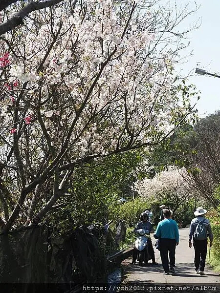 台北市北投區北投陽明山東昇步道至風尾步道O型一圈賞墨染櫻與田裡大山櫻