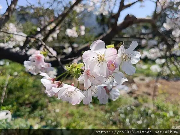 台北市北投區北投陽明山東昇步道至風尾步道O型一圈賞墨染櫻與田裡大山櫻