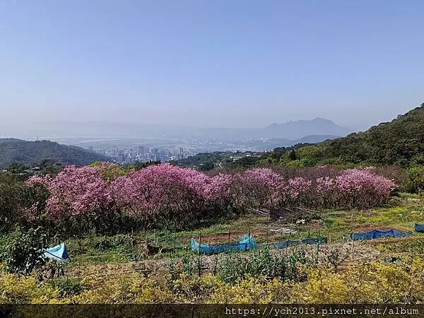 台北市北投區北投陽明山東昇步道至風尾步道O型一圈賞墨染櫻與田裡大山櫻