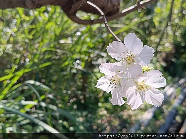台北市北投區北投陽明山東昇步道至風尾步道O型一圈賞墨染櫻與田裡大山櫻
