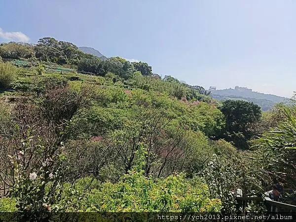 台北市北投區北投陽明山東昇步道至風尾步道O型一圈賞墨染櫻與田裡大山櫻