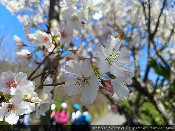 台北市北投區北投陽明山東昇步道至風尾步道O型一圈賞墨染櫻與田裡大山櫻