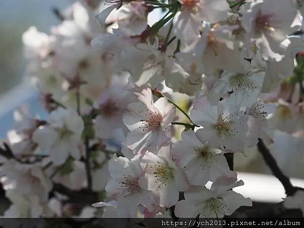 台北市北投區北投陽明山東昇步道至風尾步道O型一圈賞墨染櫻與田裡大山櫻