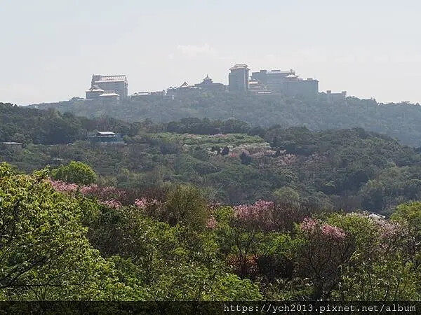 台北市北投區北投陽明山東昇步道至風尾步道O型一圈賞墨染櫻與田裡大山櫻