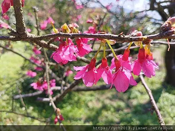 台北市北投區北投陽明山東昇步道至風尾步道O型一圈賞墨染櫻與田裡大山櫻