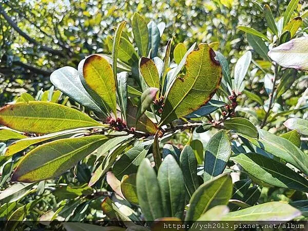 台北市北投區北投陽明山東昇步道至風尾步道O型一圈賞墨染櫻與田裡大山櫻