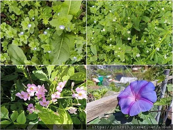 台北市北投區北投陽明山東昇步道至風尾步道O型一圈賞墨染櫻與田裡大山櫻