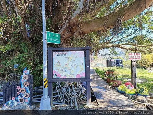 台北市北投區北投陽明山東昇步道至風尾步道O型一圈賞墨染櫻與田裡大山櫻