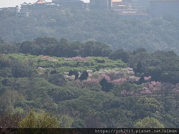 台北市北投區北投陽明山東昇步道至風尾步道O型一圈賞墨染櫻與田裡大山櫻