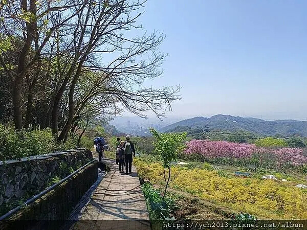 台北市北投區北投陽明山東昇步道至風尾步道O型一圈賞墨染櫻與田裡大山櫻