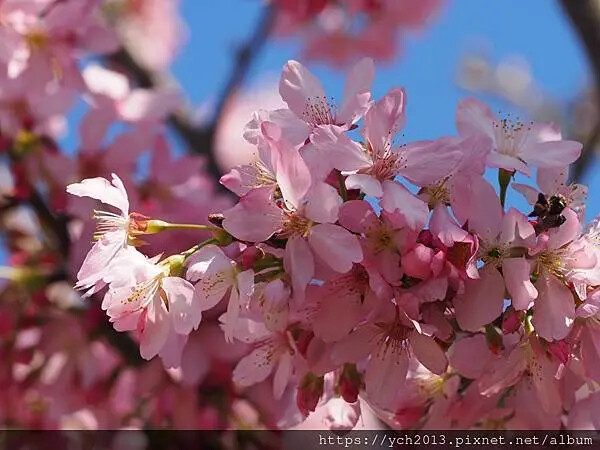 台北市北投區北投陽明山東昇步道至風尾步道O型一圈賞墨染櫻與田裡大山櫻