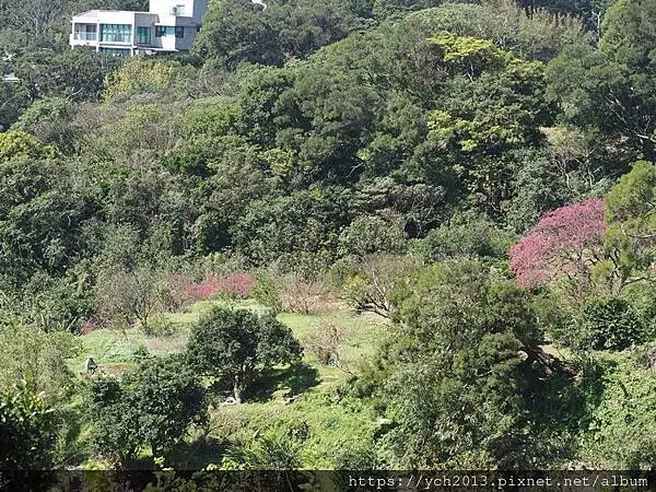 台北市北投區北投陽明山東昇步道至風尾步道O型一圈賞墨染櫻與田裡大山櫻