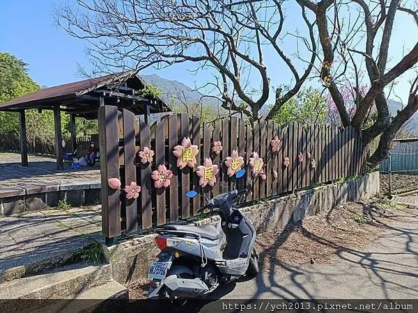 台北市北投區北投陽明山東昇步道至風尾步道O型一圈賞墨染櫻與田裡大山櫻