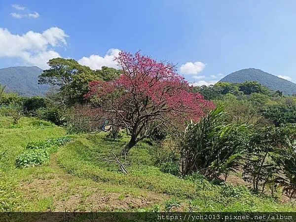 台北市北投區北投陽明山東昇步道至風尾步道O型一圈賞墨染櫻與田裡大山櫻