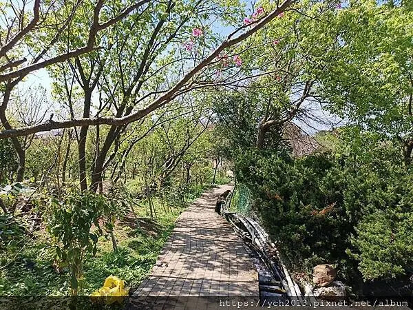 台北市北投區北投陽明山東昇步道至風尾步道O型一圈賞墨染櫻與田裡大山櫻