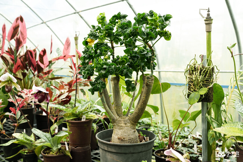 南投縣埔里鎮宅栽觀葉農場｜植物百寶箱，埔里放電行程，南投一日遊，2025埔里景點推薦