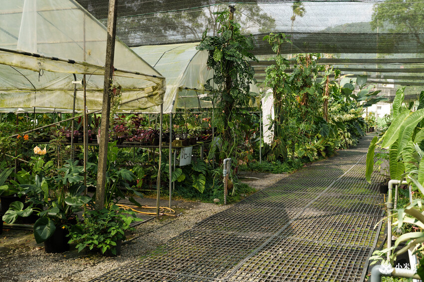 南投縣埔里鎮宅栽觀葉農場｜植物百寶箱，埔里放電行程，南投一日遊，2025埔里景點推薦