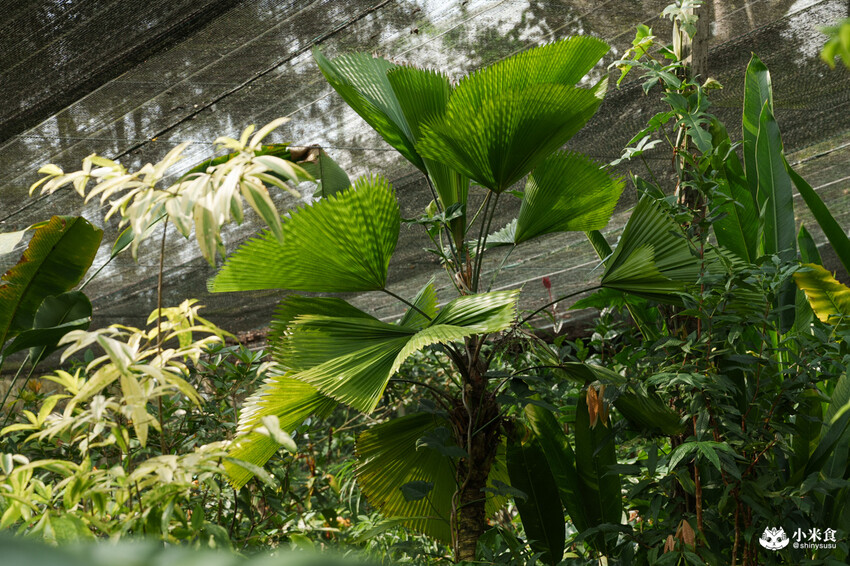 南投縣埔里鎮宅栽觀葉農場｜植物百寶箱，埔里放電行程，南投一日遊，2025埔里景點推薦