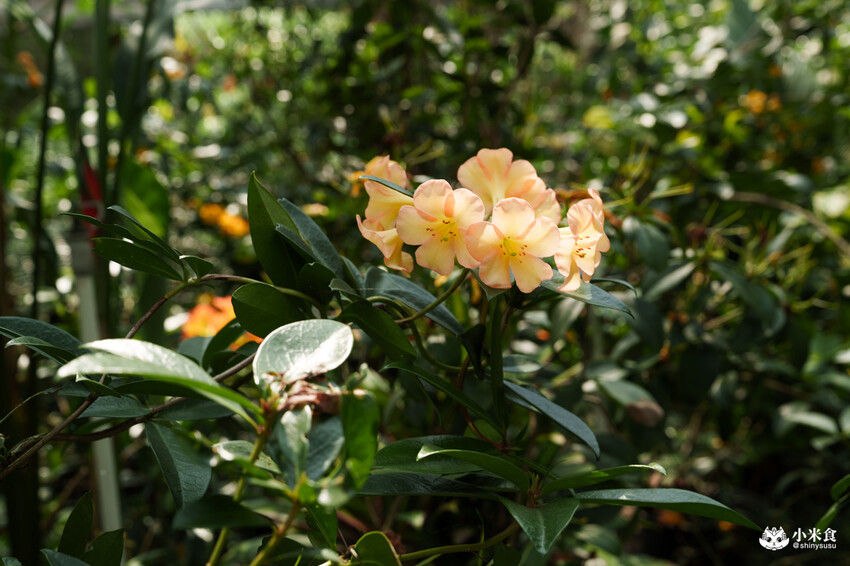 南投縣埔里鎮宅栽觀葉農場｜植物百寶箱，埔里放電行程，南投一日遊，2025埔里景點推薦