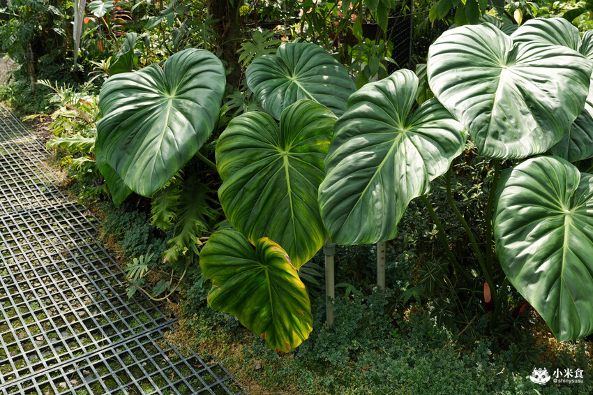 南投縣埔里鎮宅栽觀葉農場｜植物百寶箱，埔里放電行程，南投一日遊，2025埔里景點推薦
