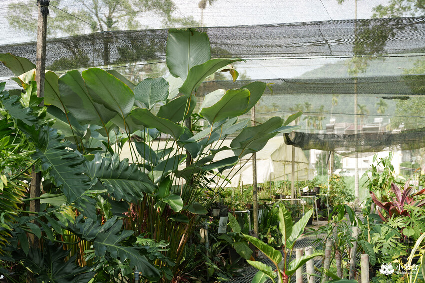 南投縣埔里鎮宅栽觀葉農場｜植物百寶箱，埔里放電行程，南投一日遊，2025埔里景點推薦