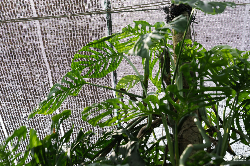 南投縣埔里鎮宅栽觀葉農場｜植物百寶箱，埔里放電行程，南投一日遊，2025埔里景點推薦