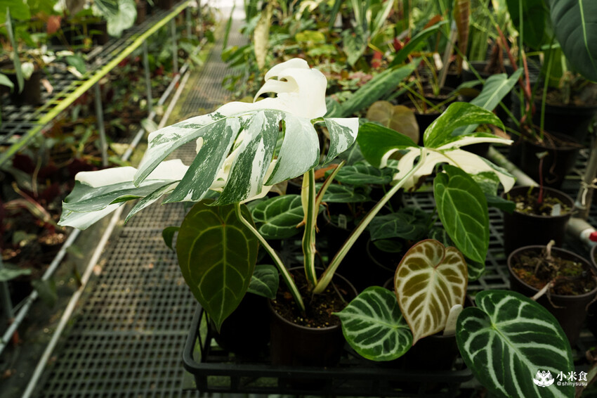 南投縣埔里鎮宅栽觀葉農場｜植物百寶箱，埔里放電行程，南投一日遊，2025埔里景點推薦