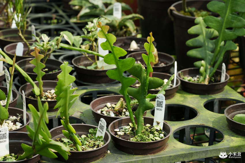 南投縣埔里鎮宅栽觀葉農場｜植物百寶箱，埔里放電行程，南投一日遊，2025埔里景點推薦