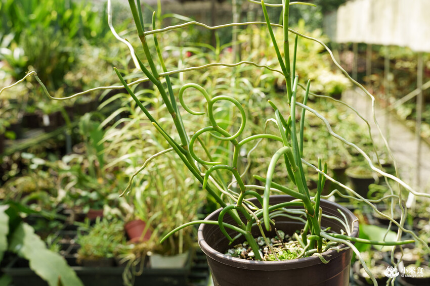 南投縣埔里鎮宅栽觀葉農場｜植物百寶箱，埔里放電行程，南投一日遊，2025埔里景點推薦