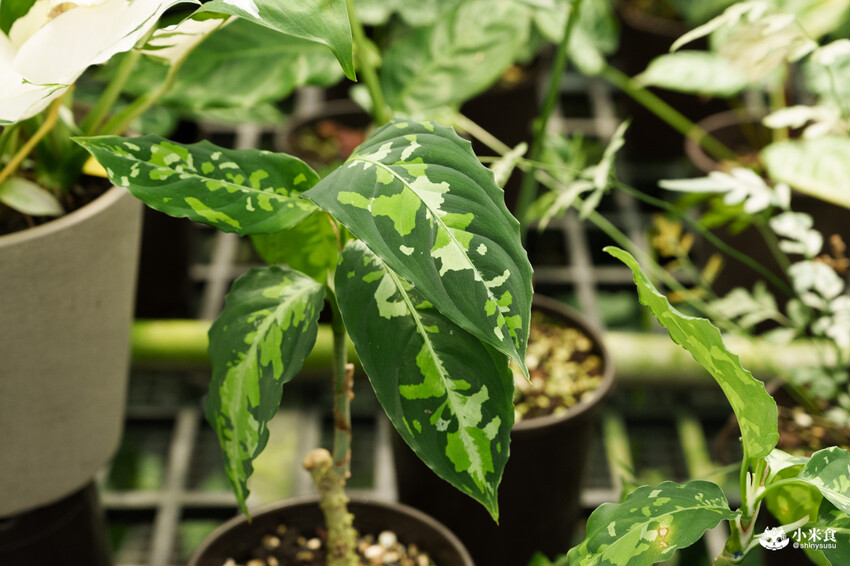 南投縣埔里鎮宅栽觀葉農場｜植物百寶箱，埔里放電行程，南投一日遊，2025埔里景點推薦