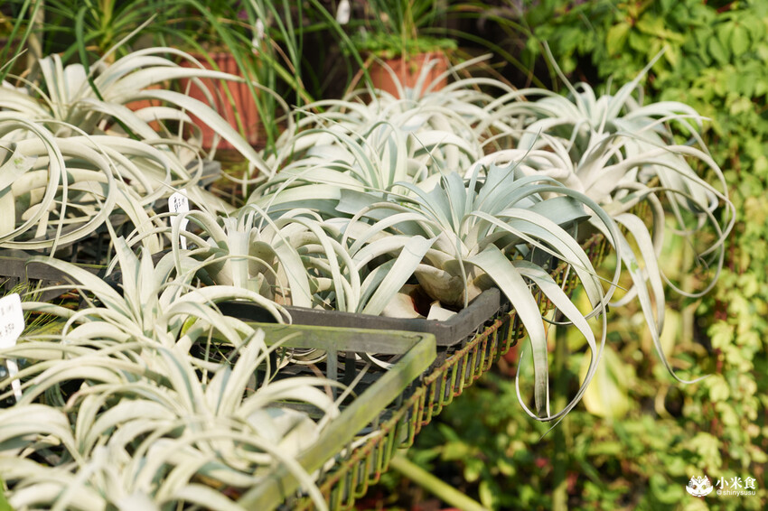 南投縣埔里鎮宅栽觀葉農場｜植物百寶箱，埔里放電行程，南投一日遊，2025埔里景點推薦