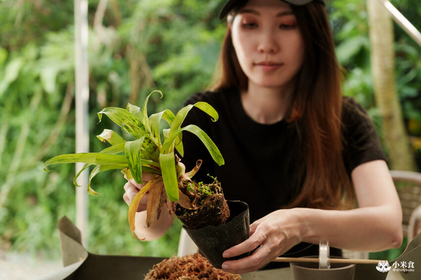 南投縣埔里鎮宅栽觀葉農場｜植物百寶箱，埔里放電行程，南投一日遊，2025埔里景點推薦