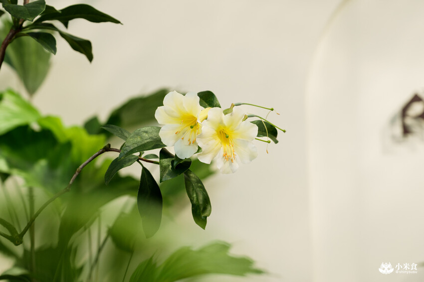 南投縣埔里鎮宅栽觀葉農場｜植物百寶箱，埔里放電行程，南投一日遊，2025埔里景點推薦