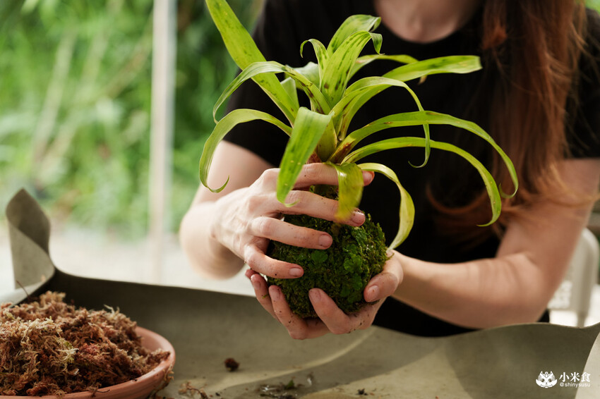 南投縣埔里鎮宅栽觀葉農場｜植物百寶箱，埔里放電行程，南投一日遊，2025埔里景點推薦