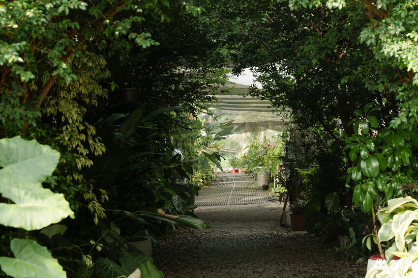 南投縣埔里鎮宅栽觀葉農場｜植物百寶箱，埔里放電行程，南投一日遊，2025埔里景點推薦
