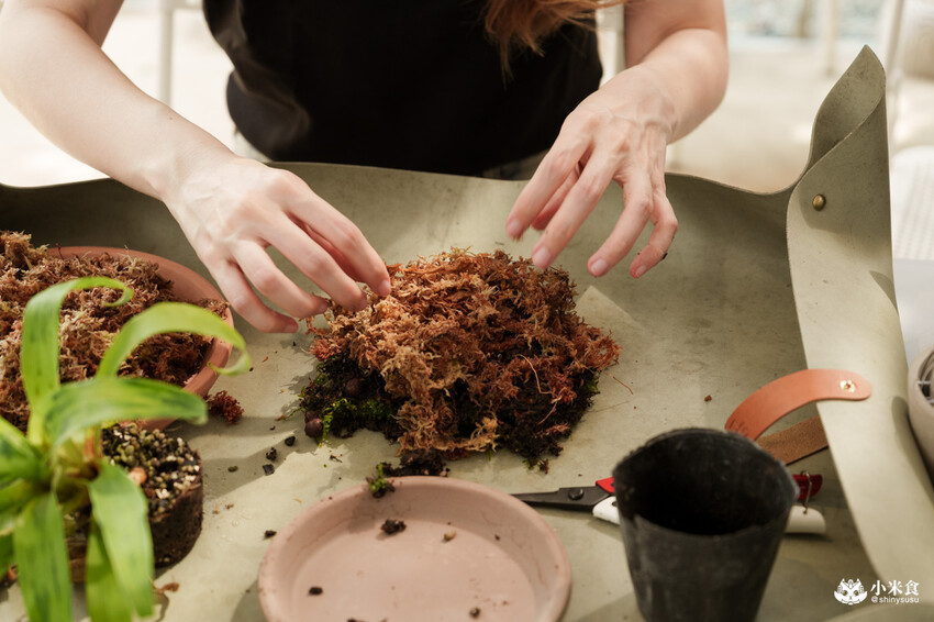 南投縣埔里鎮宅栽觀葉農場｜植物百寶箱，埔里放電行程，南投一日遊，2025埔里景點推薦