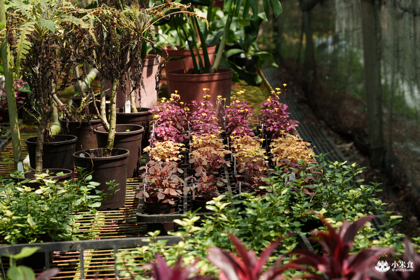 南投縣埔里鎮宅栽觀葉農場｜植物百寶箱，埔里放電行程，南投一日遊，2025埔里景點推薦
