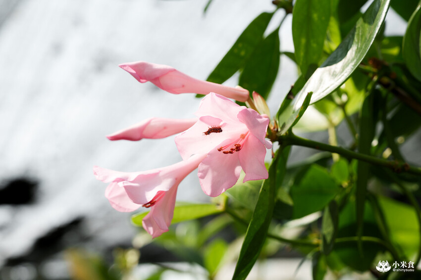 南投縣埔里鎮宅栽觀葉農場｜植物百寶箱，埔里放電行程，南投一日遊，2025埔里景點推薦